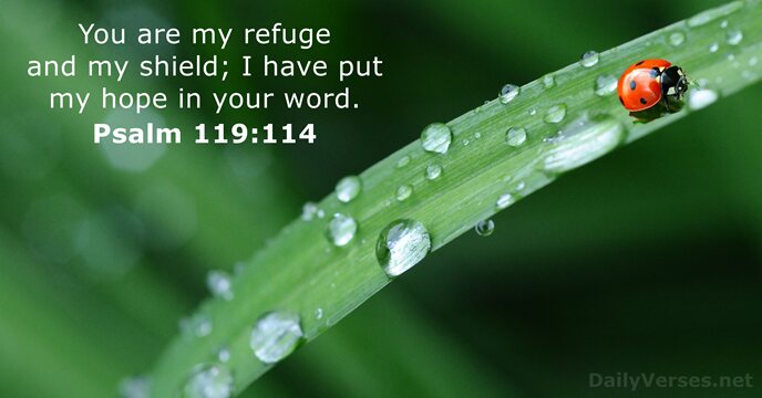 You are my refuge and my shield; I have put my hope… Psalm 119:114