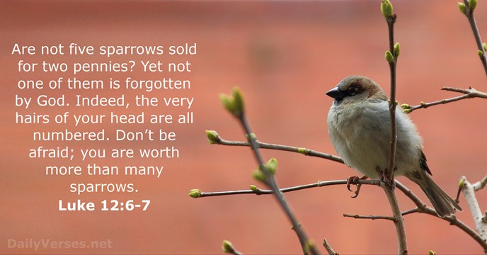 Luke 12:6-7